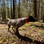 FIELD COLLAR