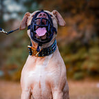 Bestia Dog Sport GripPro Print Collar - Gold