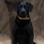 FIELD COLLAR