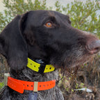 FIELD COLLAR