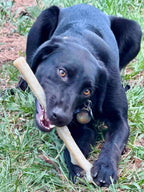 Durable Nylon Chew Stick for Power Chewers | Durable Dog Toy USA