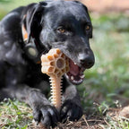 Honey Bone Dental Flower Tower - Durable Nylon Dog Chew Toy XL | USA