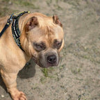Bestia Dog Sport GripPro Print Collar - Gold