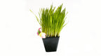 Cat Grass Blend - Non-GMO - Certified Organic - Bonus CAT Toy - Glyphosate Free