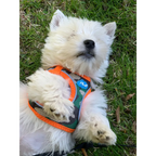 Plush Step In Air Mesh Harness - Camo/Orange